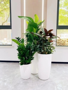 了解前湾植物租摆方案，打造魅力办公区域